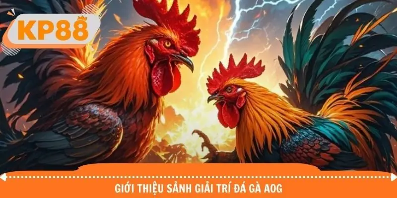 Khám phá sơ lược về sảnh đá gà AOG