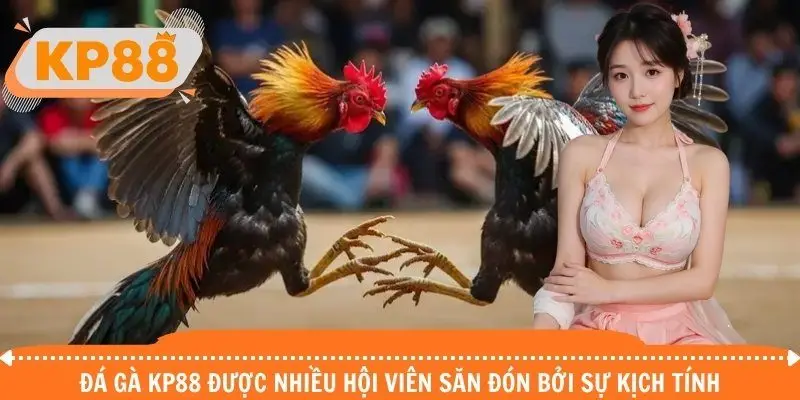 Đá gà KP88 được nhiều hội viên săn đón bởi sự kịch tính